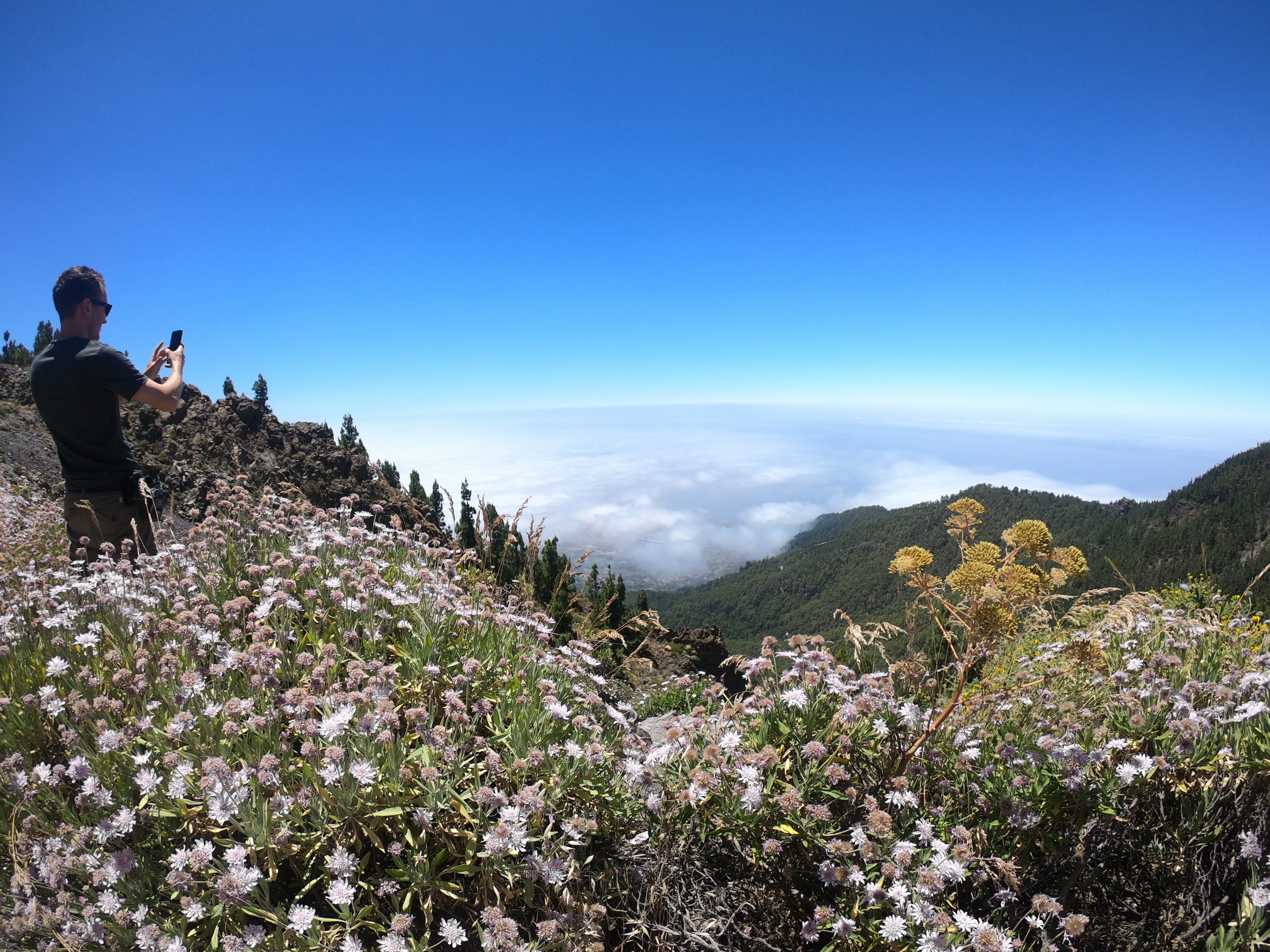 Teneryfa: Wulkan Pico del Teide – roślinność
