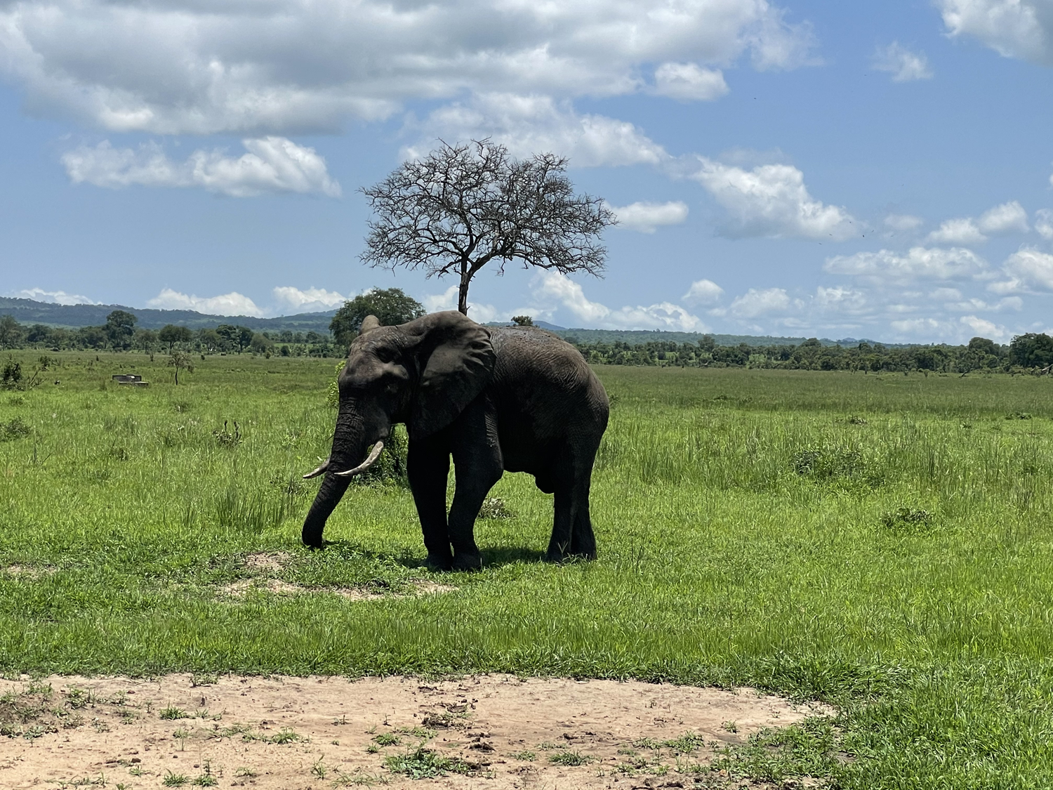słoń safari