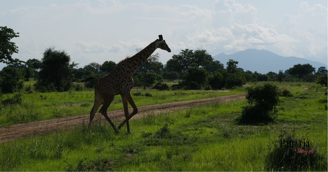 żyrafa safari zanzibar tanzania